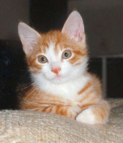jung raffael 3