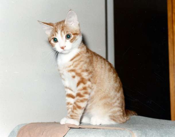 jung raffael 5